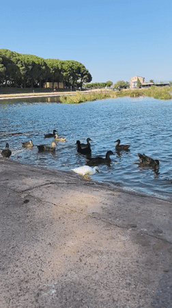 Ducks along a Manresa waterway on a summer afternoon