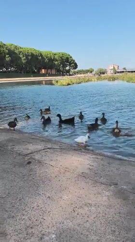Ducks along a Manresa waterway on a summer afternoon