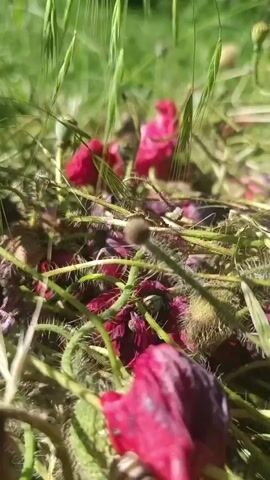 The video provides a close-up, ground-level view of an outdoor scene, likely a field or garden, during the daytime. The primary subjects are fallen red poppy petals, mixed with green grass and the hairy, prickly stems and seed pods of poppies.

The petals vary in color from vibrant red to darker, more purplish shades, indicating they are in various stages of decay after falling from the flowers. They are scattered across the ground, partially obscured by and intertwined with fresh green grass blades, some of which feature delicate seed heads swaying gently, possibly due to a light breeze. Numerous fuzzy green poppy stems and undeveloped seed pods are also prominent in the foreground and midground, contributing to the texture of the scene.

A small, dark insect, possibly an ant, is briefly visible crawling on a poppy stem early in the video. The natural lighting suggests a bright, sunny day, creating soft shadows and highlighting the details of the plant matter. There is no visible text. The overall impression is one of natural beauty and the transient cycle of plant life.