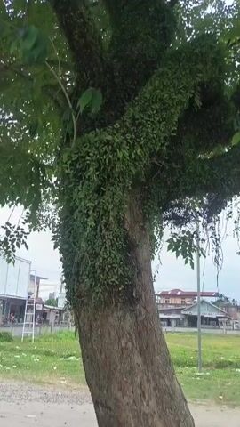 A video pans up a large tree trunk heavily covered in green foliage, appearing to be vines or small plants growing on the bark. The branches of the tree are also densely covered in this growth, obscuring much of the tree's natural structure. In the background, a blurry outdoor scene is visible, showing some buildings, a street, and a sky with some light. The overall impression is of a lush, overgrown tree in a somewhat urban or suburban setting.