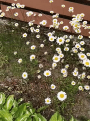 Witness captures garden flowers, resting cat, weathered fox statue