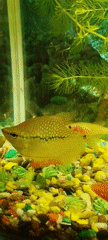 Aquarium fish and a dusk parking lot in Polatsk
