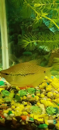 Aquarium fish and a dusk parking lot in Polatsk