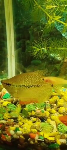 Aquarium fish and a dusk parking lot in Polatsk