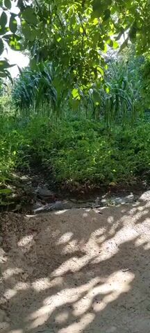 The video opens with a close-up of lush green foliage, with the sun filtering through the leaves, suggesting it is daytime. As the camera pans, it reveals a dense growth of plants, including what appears to be corn stalks, interspersed with shorter green vegetation. The scene is natural and appears to be an outdoor setting, possibly a garden or a field.

The camera then moves to the right, showing a dirt path in the foreground, covered in sand with dappled sunlight creating a pattern of shadows. Beyond the path, the vegetation continues, and a tree with a thick trunk and leafy branches becomes more prominent. The sunlight is bright, casting strong shadows, indicating it is likely a sunny day, possibly morning or afternoon.

Further to the right, the view opens up to reveal more of the natural landscape. The vegetation is thick and varied, with tall green stalks (likely corn) in the background and a variety of smaller plants and bushes closer to the foreground. The ground is a mix of dirt and sand, with some areas appearing damp, suggesting recent rain or a water source nearby. A small stream or ditch is visible running through the lower part of the frame.

The overall impression is one of a vibrant, natural environment. The bright sunlight and rich greenery evoke a sense of warmth and possibly a rural setting. There are no people or specific objects that stand out, other than the plants and the natural landscape features. The activity taking place is simply the passage of time as indicated by the changing light and the slow panning of the camera. The location cues, combined with the specific mention of "Ҷомӣ, Tajikistan", place this scene in a rural area of Tajikistan, characterized by its agricultural landscape. The mood is peaceful and serene, dominated by the natural beauty of the setting. No text is visible in the video.