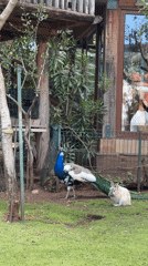 Animals spotted in outdoor enclosure in Budva, Montenegro