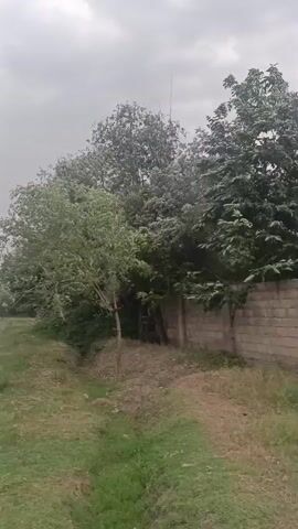 The media file displays a scene with trees and a brick wall under a cloudy sky. The foliage of the trees appears lush and green, with one tree in the foreground showing more delicate, elongated leaves. The brick wall, constructed from rectangular blocks, runs along the right side of the frame, suggesting a boundary or enclosure. The ground in the foreground is covered with dry grass and some patches of green vegetation. The overall setting appears to be outdoors, possibly a garden or a rural area. The sky is overcast, indicating a cloudy day, and there are no visible signs of people or specific objects apart from the natural elements and the wall. The time of day is unclear due to the diffuse light from the clouds. The scene evokes a sense of natural tranquility. There is no visible text within the media file.