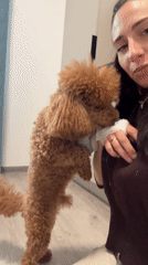 Woman with bandaged hand plays with brown poodle indoors