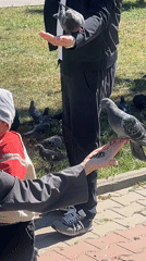 Morning pigeon feeding in an Almaty park