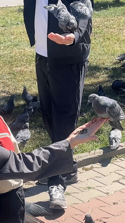 Morning pigeon feeding in an Almaty park