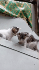 Cats and dogs at home in Balikpapan on a quiet morning