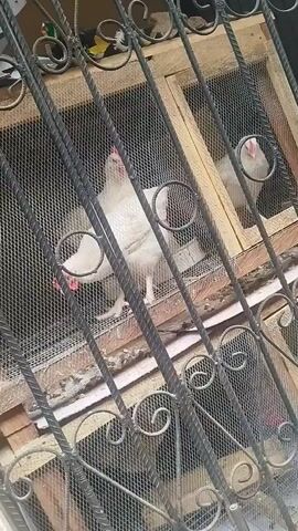 A close-up, vertical shot looking through a black metal grate, revealing three white chickens inside a wooden cage covered with wire mesh. Two chickens are visible in the foreground, with the third chicken in the background. The chickens have red combs and wattles. The cage appears to be constructed from unfinished wood and has multiple levels. The lighting is dim, suggesting an indoor or shaded environment. The grate has decorative scrollwork.