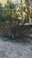 Peacock spotted displaying colorful plumage in Kemer, Turkey