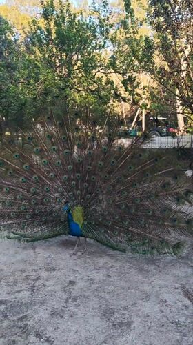 Peacock spotted displaying colorful plumage in Kemer, Turkey