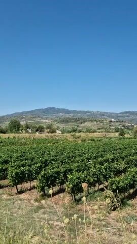 The video shows a vineyard with rows of green grapevines under a clear blue sky. In the background, there are rolling hills with some scattered buildings and trees, leading to a mountain range in the distance. The sun is shining, casting shadows on the ground, and the overall scene is one of a rural, agricultural landscape. The camera is stationary.