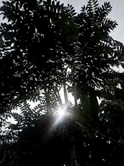 Morning scenes captured in Indonesian villages show sunlit trees, road