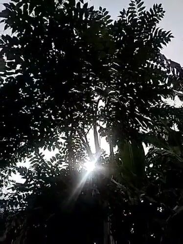 Morning scenes captured in Indonesian villages show sunlit trees, road