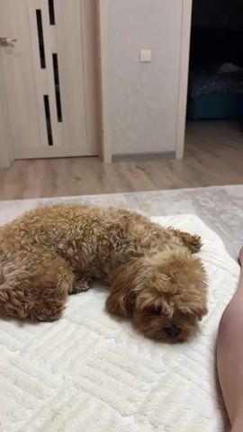 A small, fluffy, brown toy poodle is lying on a light-colored rug in a room. The dog's head is down, and its eyes are partially closed, suggesting it is resting or sleeping. The background shows a doorway with a partially visible interior, a wall with textured wallpaper, and a corner of a bed with blue bedding. The lighting is soft and appears to be indoor lighting.
