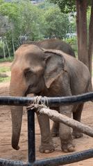Elephants at a Ko Samui enclosure, one curious behind a tree