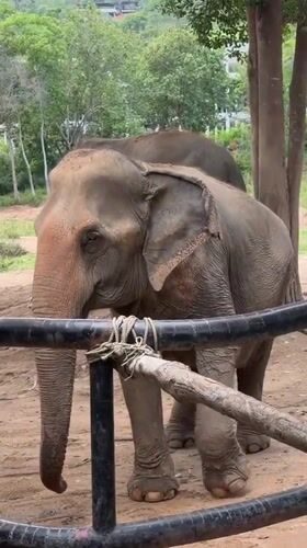 Elephants at a Ko Samui enclosure, one curious behind a tree