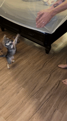 Person in pajamas plays with two small dogs indoors