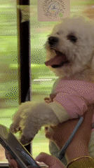 Small dog in colorful shirt held by owner in Wulingyuan