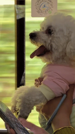 Small dog in colorful shirt held by owner in Wulingyuan
