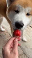 Akita dog samples fresh strawberries straight from the harvest
