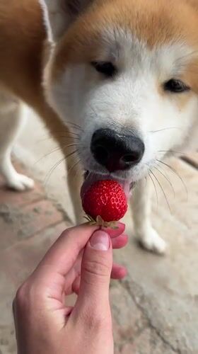 Akita dog samples fresh strawberries straight from the harvest