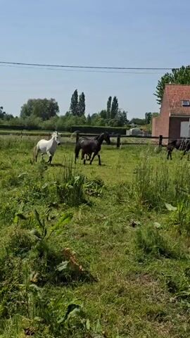 The video shows a grassy field on a sunny day. There are several horses grazing in the field, including one that is white and several that are dark colored. The horses move around the field and interact with each other. In the background, there is a fence, some trees, and a brick house with a red tiled roof. Power lines are visible overhead. The camera is stationary and provides a clear view of the scene.