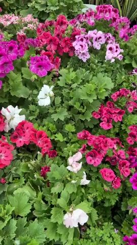 This video showcases a vibrant collection of flowers in what appears to be a garden or nursery setting in Monte Alegre, Mexico, under bright daylight conditions. The camera pans across various flower beds, highlighting a rich tapestry of colors.

Prominently featured are numerous clusters of geraniums (Pelargoniums) in shades of fuchsia, deep pink, bright red, light pink, and white. Their distinctive rounded, lobed leaves are visible throughout the greenery. Mixed in with the geraniums are large groups of flowers with delicate, often star-shaped petals, appearing in bright pink with white centers and pure white. These resemble Clarkia or Godetia.

In the background of some shots, tall spikes of deep purple and blue flowers, possibly Salvia, add another layer of color. Smaller bursts of yellow and orange blooms are also visible further back, contributing to the overall diversity. The scene is densely packed with blooming plants, creating a lush and colorful display. There is no visible text.