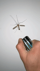 Evening indoor activities including insect elimination and personal moments documented