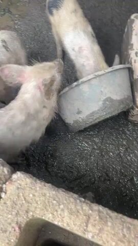 Three pigs are gathered around a feeding trough in a muddy pen. One pig is actively eating from the trough, its snout submerged in the food. Another pig is partially visible in the background, also appearing to be eating. A third pig is to the left of the frame, facing away from the trough and appearing to be drinking or rooting in the mud. The ground is covered in mud and water, with some concrete or stone structures visible in the foreground. The overall environment appears to be an agricultural setting.