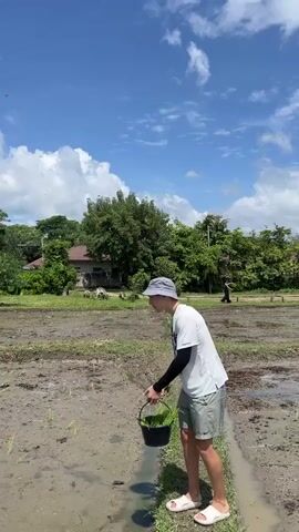 The video begins with a medium shot of a person, identified as male by clothing and physique, standing in a muddy field. The person is wearing a white t-shirt, grey shorts, a grey hat, and white sandals. They are holding a black bucket filled with green plant seedlings in their right hand. Their left arm is extended and they are wearing a black sleeve. The person is facing to the right, looking towards something outside the frame. The background shows a grassy area with trees and a building. The sky is blue with white clouds. The video then cuts to a wider shot of the same field. The person is now further into the field, and the camera is panning to the right. In the distance, there are more trees, power lines, and a haystack. The sky remains blue with white clouds. The video ends with a shot of a wider field, with trees and mountains in the background.