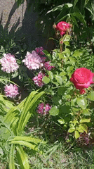 Lazy summer morning in a blooming Belarusian country garden