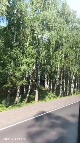 The video shows a view from a vehicle moving along a paved road lined with trees. The trees are tall and leafy with white trunks, characteristic of birch trees. The road has white lines marking the lanes. The lighting suggests it is daytime with sunlight filtering through the leaves. The camera perspective indicates that the viewer is likely a passenger in the moving vehicle, looking out the window. The movement of the trees suggests the vehicle is in motion.
