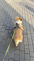 Corgi spotted on morning walk in Krasnoyarsk
