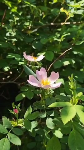 The video shows a close-up of a pink wild rose in bloom. The flower has five petals and a bright yellow center. The surrounding foliage is green and lush. The lighting suggests it is a sunny day. No people are visible in the video.