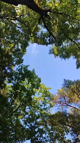 The video shows a view looking up through the canopy of trees towards a bright blue sky with a few wispy clouds. The leaves of the trees are a vibrant green, and sunlight filters through them, creating dappled patterns. The camera angle is tilted upwards, emphasizing the height of the trees and the vastness of the sky. The scene is serene and natural, evoking a sense of peace and tranquility.