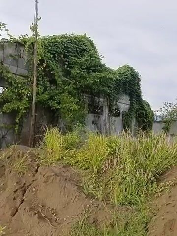 The video begins with a wide shot of an overgrown, abandoned building covered in vines. A dirt mound with tall grass and plants is in the foreground, with a rural village visible in the distance. As the camera pans right, a large, bare tree with spindly branches dominates the middle ground. More of the village, with houses and palm trees, comes into view. The camera continues to pan right, revealing a path through the dirt mounds, with more of the village and a water body in the distance. The sky is overcast with light clouds.