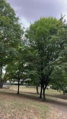 The video shows a panning shot of a park with several trees. The trees are green and full of leaves. The ground is covered in grass and dry leaves. The sky is cloudy. There are no people or animals visible in the video. The video appears to be filmed on a slightly overcast day.