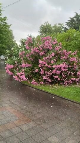 The video shows a street with a sidewalk made of cobblestones and a grassy area beside it. A large bush with pink flowers is in the center of the frame, with other bushes and trees in the background. It is raining, and the ground is wet and reflective. There are some fallen pink petals on the ground. A car is partially visible in the background behind the bush. The overall scene is outdoors on a cloudy or overcast day.