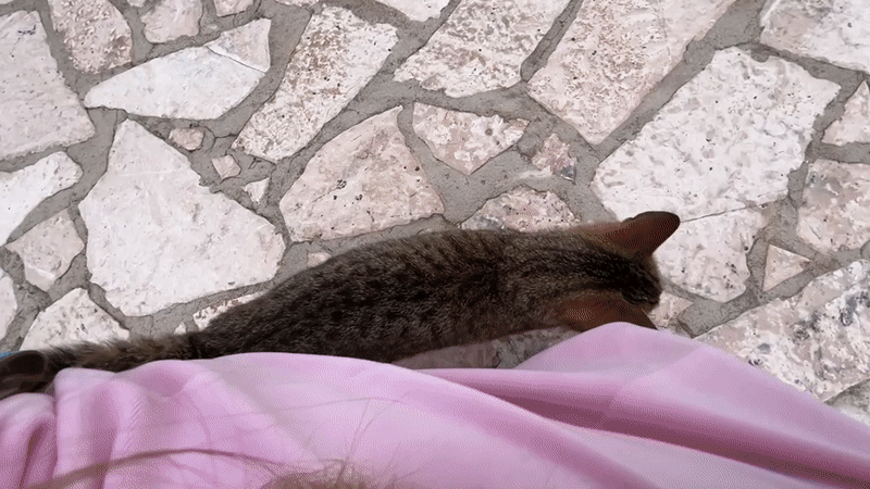 Quiet moments with pets captured in Dupilo, Montenegro