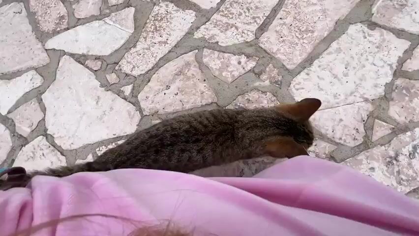 The video shows a cat lying on a stone patio beside a person in a pink shirt. The camera then pulls back to reveal a view of the patio with a small rectangular pool, a green mat, and a rustic fence. The landscape behind the pool features mountains and a forested hillside under a cloudy sky. There is also a building visible to the left of the pool.