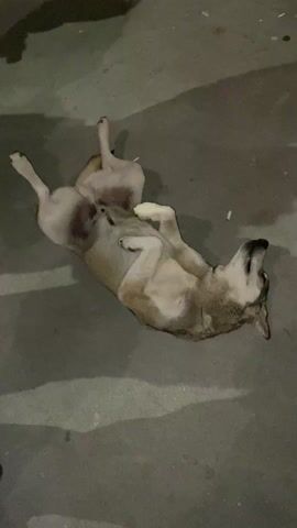 The video shows a dog lying on its back on a concrete surface, with its legs in the air. The dog is light brown and white with black markings on its face. Its belly is exposed. The surrounding environment is dimly lit. There are some small white objects scattered around the dog. Distant voices can be heard in the background.