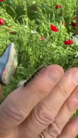 Here is a description of the video:
The video shows a close-up of a caterpillar crawling on a person's finger. The caterpillar is dark in color with what appears to be some lighter-colored hairs or bristles. The person's skin is visible on their finger.  The background is a field of green grass with red poppies. A person's foot is visible, wearing a blue running shoe. The person is lying down in the field.
