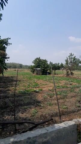 The video pans through an outdoor environment.  In the initial frames, a clear blue sky with some clouds is visible, along with vegetation and dry, patchy ground.  A mango tree with developing fruit is prominent in the foreground.  The camera then moves to show a concrete structure, possibly a channel or drainage, running alongside a path.  Further along the path, more trees and foliage are observed.  In the later frames, the camera focuses on a wall with some green structures behind it.  The overall impression is of a somewhat rural or garden-like setting.  No people or animals are clearly visible. The video is oriented sideways.