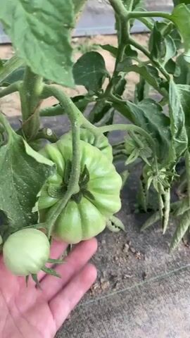 The video showcases several green tomatoes growing on a vine in what appears to be a garden or agricultural field in Balgarchevo, Bulgaria. At the beginning, a person's hand briefly enters the frame, holding a small, round green tomato, positioned next to a larger, distinctively ribbed green tomato still attached to its main vine. The camera then moves to highlight various green tomatoes at different stages of development. Some are small and spherical, while others are larger and exhibit a prominent fluted or ribbed texture. The tomato plants feature healthy green foliage, though some dried or curled leaves are visible closer to the ground. The soil beneath the plants is covered with a dark fabric, likely a weed barrier or mulch film, suggesting a managed cultivation environment. The scene unfolds outdoors during daylight hours.