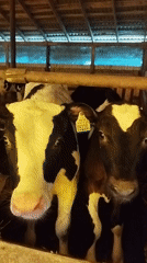 Barn animals, tractors, and beehives on a working farm