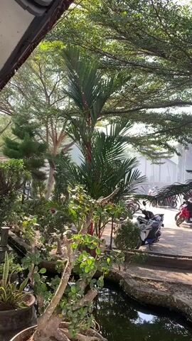 The video captures an outdoor scene dominated by lush greenery and sunlight. In the foreground, a potted bonsai tree with intricate branches and small green leaves sits beside a small pond with dark water. To the left, another potted plant, possibly a snake plant, is visible. Behind the bonsai, a tall palm tree with vibrant green fronds stands out against the backdrop of other trees and foliage. In the middle ground and background, several motorcycles are parked. The environment appears to be a garden or a scenic outdoor space with natural light filtering through the trees.